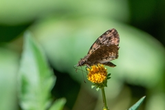 Gorgythion begga begga