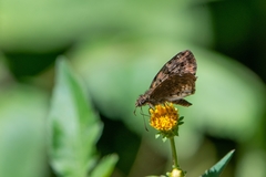 Gorgythion begga begga