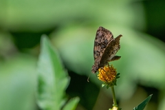 Gorgythion begga begga