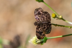 Gorgythion begga begga