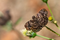 Gorgythion begga begga