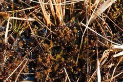 Scorpidium scorpioides