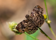 Gorgythion begga begga