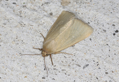 Heliocheilus moribunda