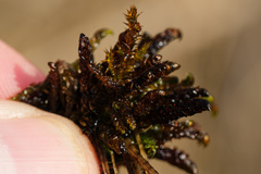 Scorpidium scorpioides