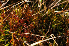 Scorpidium cossonii