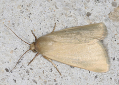 Heliocheilus moribunda