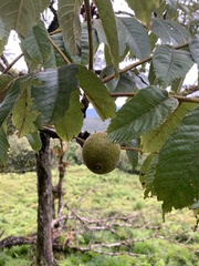 Juglans neotropica