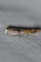 Moodna pallidostrinella