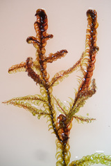 Scorpidium cossonii