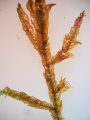 Scorpidium scorpioides