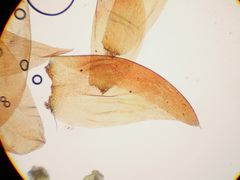 Scorpidium scorpioides