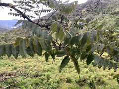 Juglans neotropica