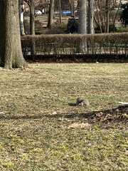 Sciurus carolinensis