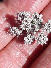 Lomatium nevadense