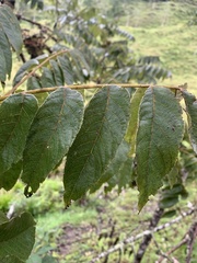 Juglans neotropica