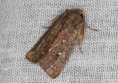 Dasygaster padockina