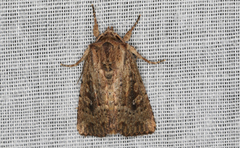 Dasygaster padockina