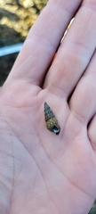 Batillaria attramentaria