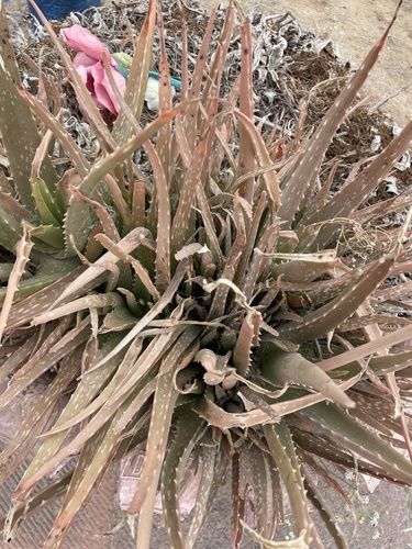 Sábila (Aloe vera)