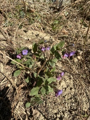 Pulmonaria officinalis