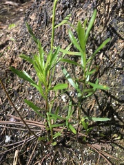 Baccharis angustifolia