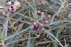 Asclepias brachystephana