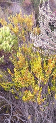 Erica parilis