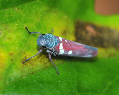 Graphocephala albomaculata