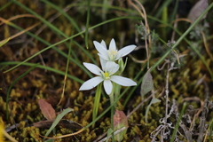 Ornithogalum orthophyllum