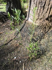 Baccharis angustifolia