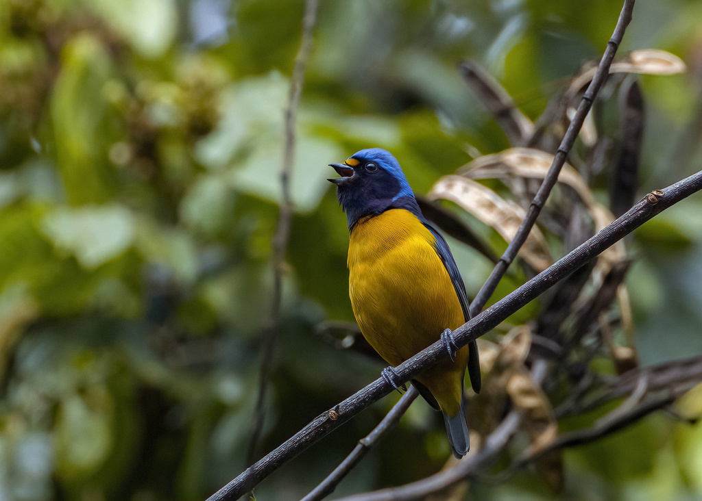 Hispaniolan Euphonia photo