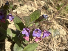 Pulmonaria officinalis