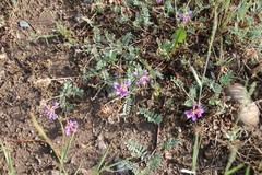 Astragalus hallii