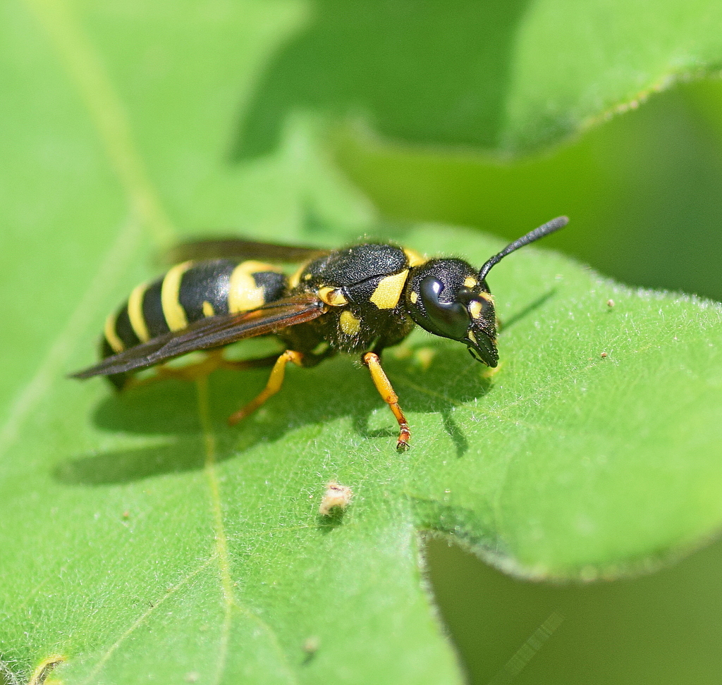 Euodynerus notatus