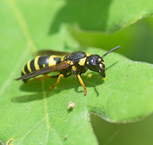 Euodynerus notatus