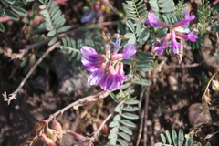 Astragalus hallii