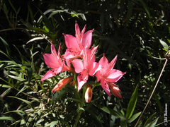 Alstroemeria ligtu ligtu