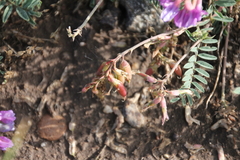 Astragalus hallii