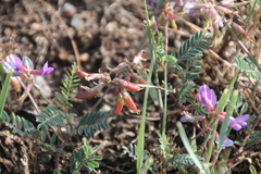 Astragalus hallii