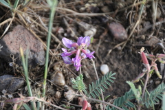 Astragalus hallii