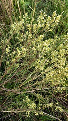 Baccharis linearifolia