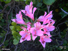 Alstroemeria ligtu ligtu