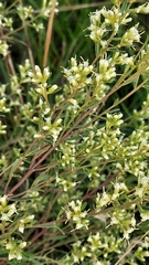 Baccharis linearifolia