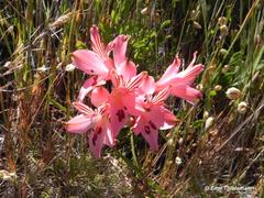 Alstroemeria ligtu ligtu