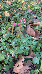 Corydalis solida