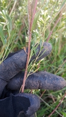 Baccharis linearifolia