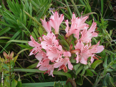Alstroemeria ligtu ligtu