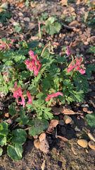 Corydalis solida