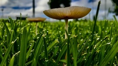 Chlorophyllum molybdites